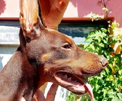 Doberman, muško štene