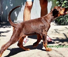 Doberman, muško štene