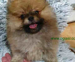 POMERANCI BOO vrhunske bebe