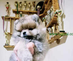 POMERANCI BOO vrhunske bebe