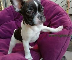 Francuski buldog