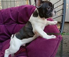 Francuski buldog