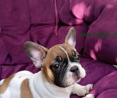 Francuski buldog