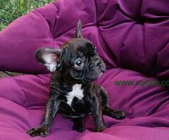 Francuski buldog