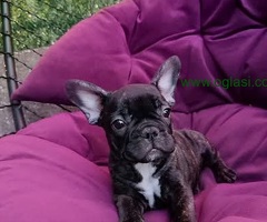 Francuski buldog - 6