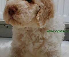 Lagotto Romagnolo štenci