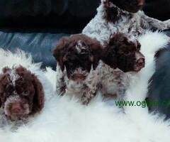 Lagotto Romagnolo štenci