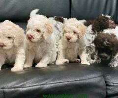 Lagotto Romagnolo štenci