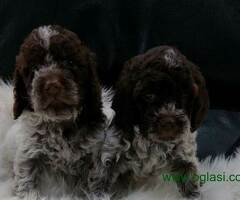 Lagotto Romagnolo štenci