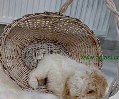 Lagotto Romagnolo štenci