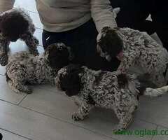 Lagotto Romagnolo štenci - 6
