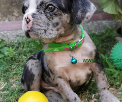 Francuski Buldog