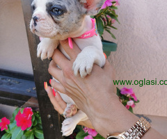 Francuski Buldog