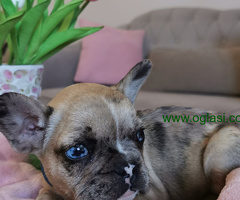 Francuski Buldog - 6