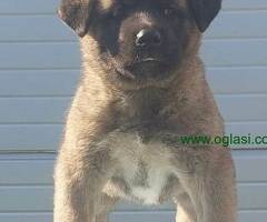Americka Akita, stenci vrhunskih karakteristika
