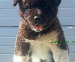 Americka Akita, stenci vrhunskih karakteristika