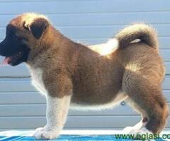 Americka Akita, stenci vrhunskih karakteristika