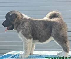 Americka Akita, stenci vrhunskih karakteristika - 6