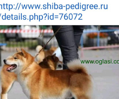 Šiba Inu štenci - 6